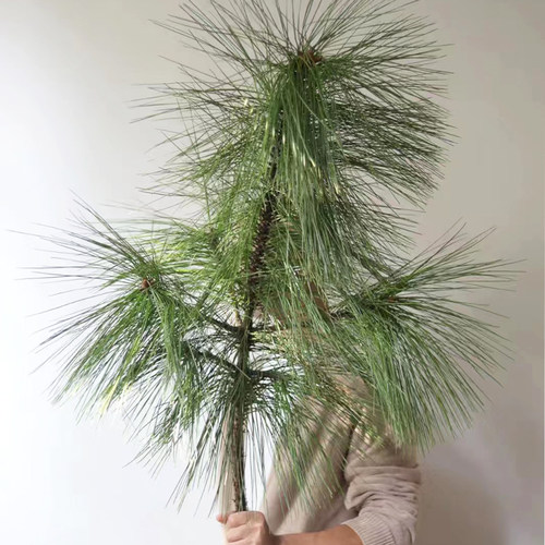 松针鲜切枝鲜花云南基地直发松枝花材花期长水培绿植鲜切枝条插花