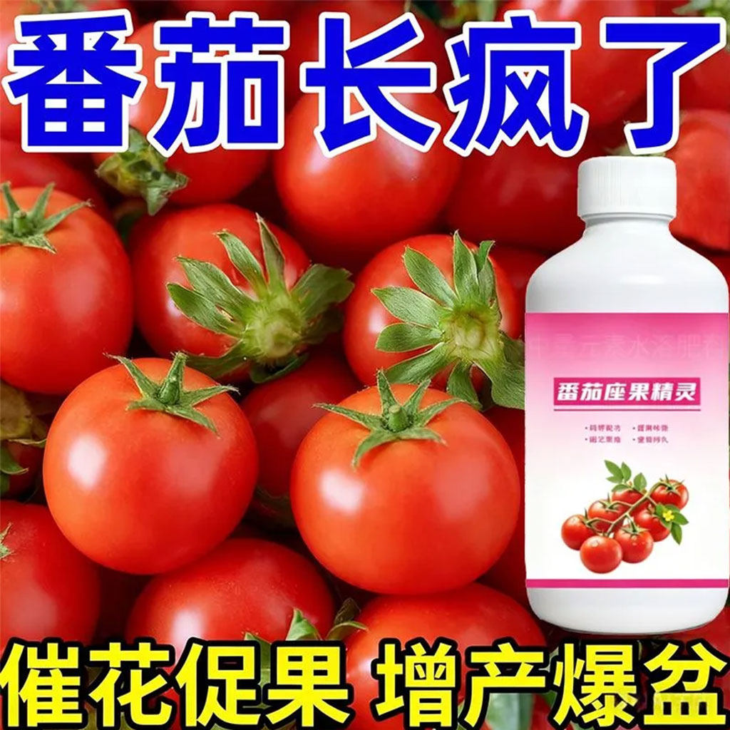 番茄座果灵授粉点花神器保花保果强力座果果型饱满西红柿专用原液