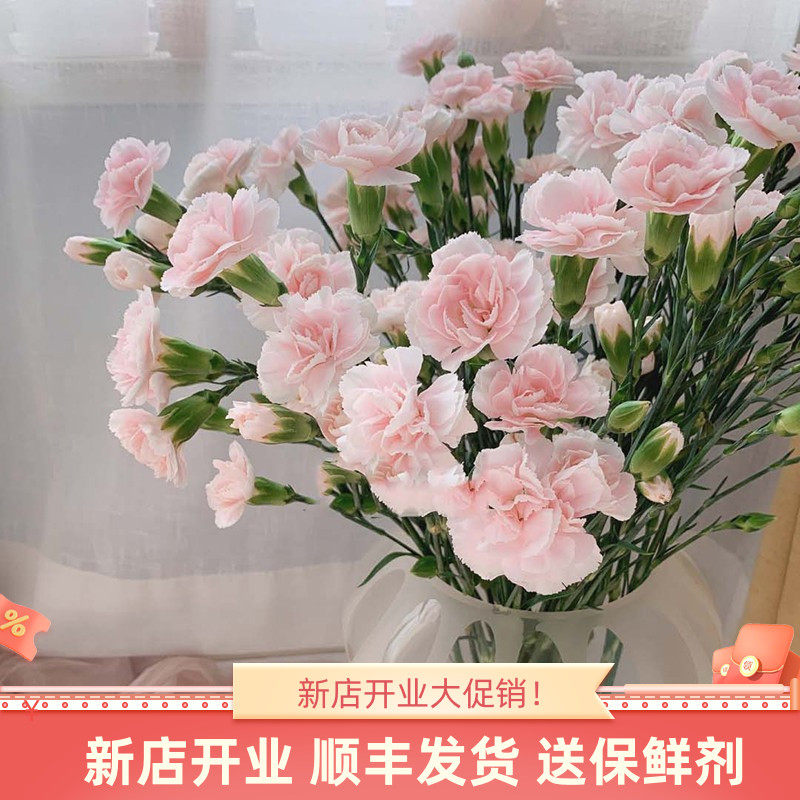 太子妃多头康乃馨鲜花斗南直发云南基地花卉花束客厅摆设花瓶插花
