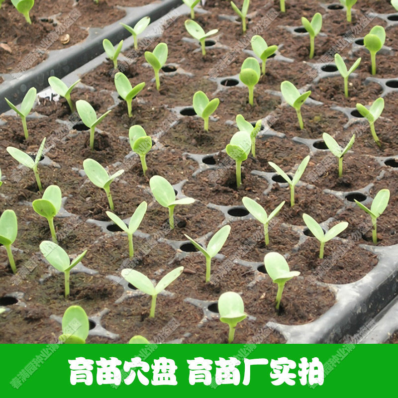 【50穴】加厚育苗盘 育苗盆 育苗钵 穴盘 种菜育苗更方便 种植盘