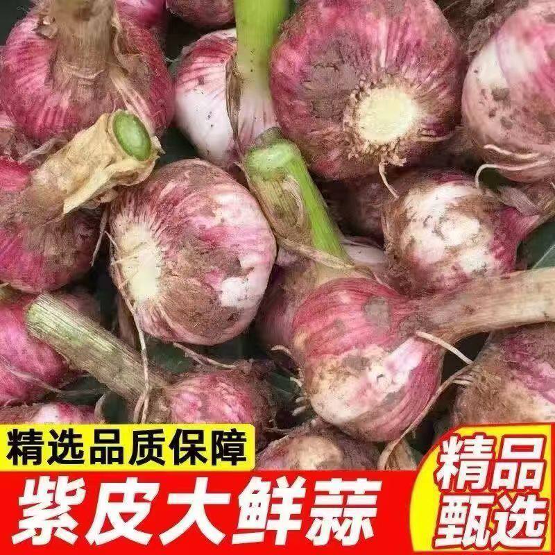 2026年新鲜大蒜鲜蒜腌制新鲜现挖湿蒜腌糖醋蒜新鲜紫白皮大蒜