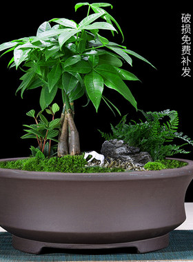 紫砂花盆陶瓷特大造型圆形花盆树桩老桩绿植花卉盆景盆种菜盆免邮