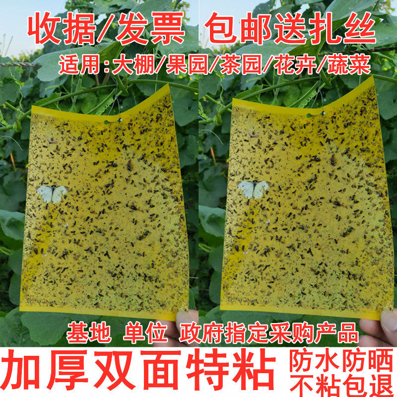大棚粘虫板双面黄板果园果蝇针蜂诱虫板贴蓟马蓝板花卉茶园粘飞虫