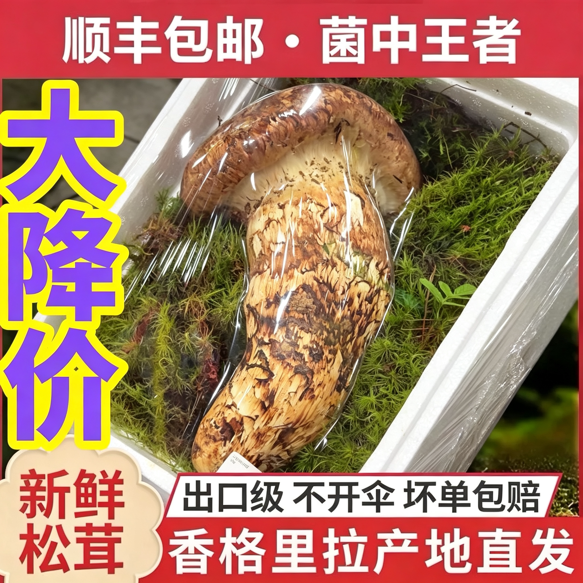 香格里拉出口级现货野生松茸