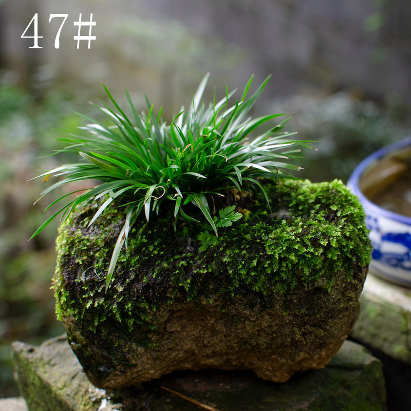 原生石头上的虎须菖蒲 附石菖蒲 一物一拍虎须菖蒲水盆景龟缸摆件