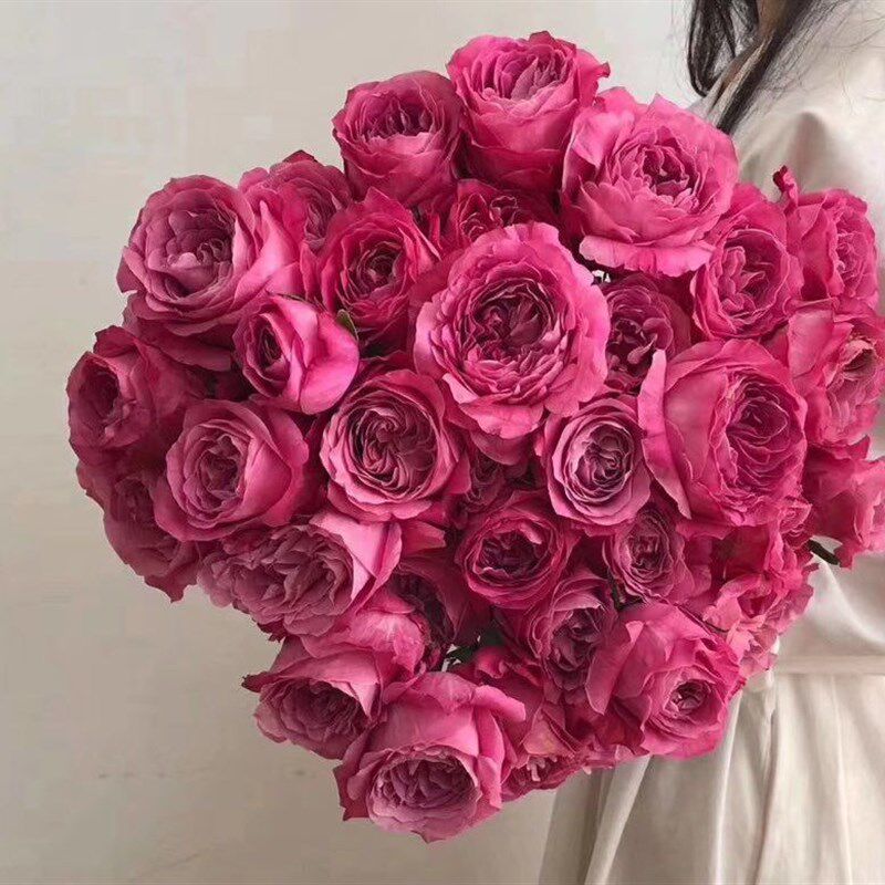 高级玫红色奥斯汀花型长相思玫瑰鲜花插花水养节日送花教师节花束