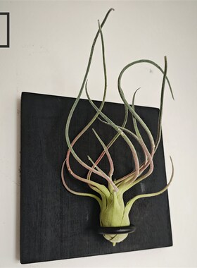黑木造物天然实木仿真空气凤梨壁饰手作玄关背景墙面装饰画品挂件