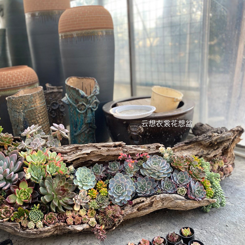 一物一拍老枯木头花槽多肉花盆原木花箱防腐园艺造景摆件中式民宿