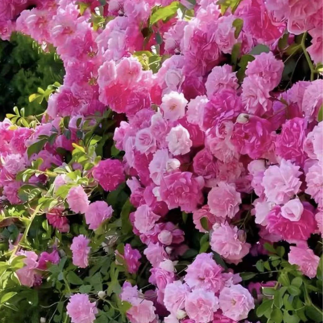 缠枝牡丹花根带芽种根花苗耐寒热多年生阳台宿根粉色春化芽尖MD