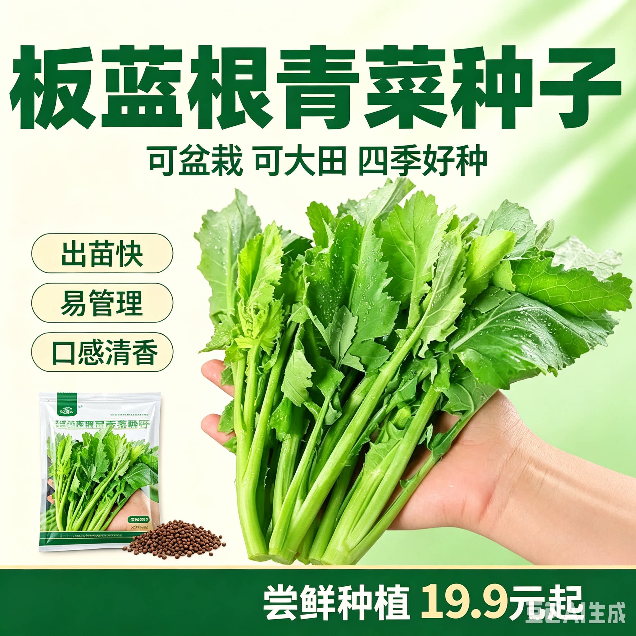 【板蓝根青菜种子】油苔菜种籽春夏秋四季种植蔬菜种孑xy
