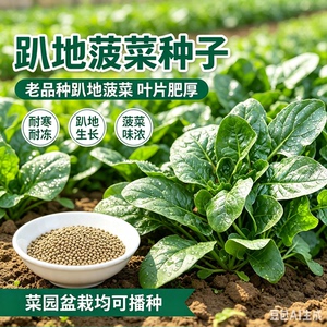 【趴地菠菜种籽】阳台盆栽小菜园种植蔬菜种子MD