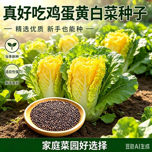 黄心大白菜种子北京小杂早熟包心大白菜种子春秋播种高产MD
