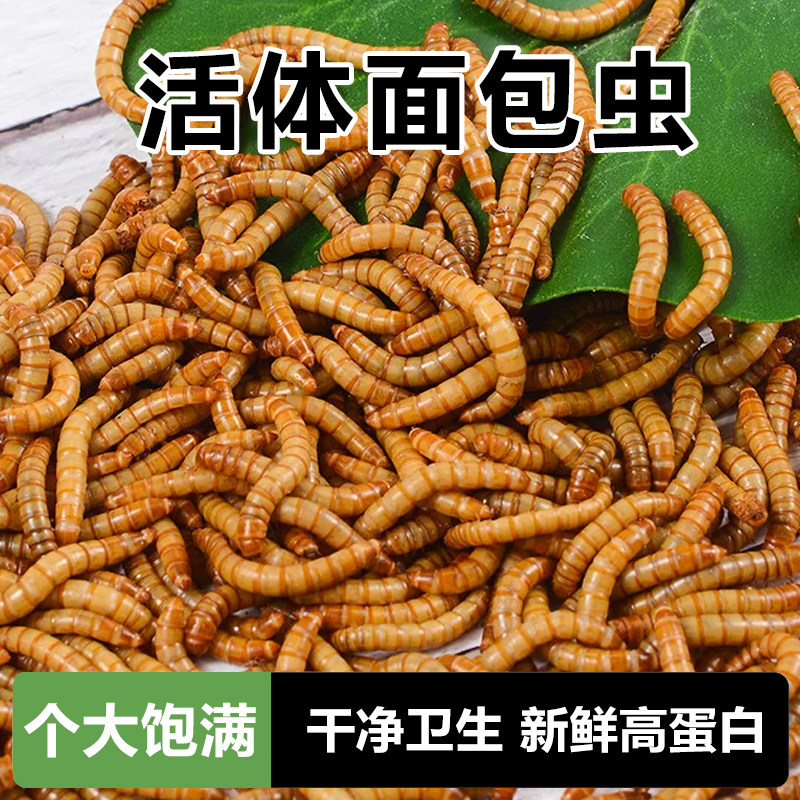 面包虫活虫黄粉虫活体金龙鱼乌龟仓鼠大麦虫画眉鸟食八哥幼虫钓鱼