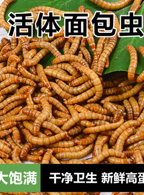 面包虫活虫黄粉虫活体金龙鱼乌龟仓鼠大麦虫画眉鸟食八哥幼虫钓鱼