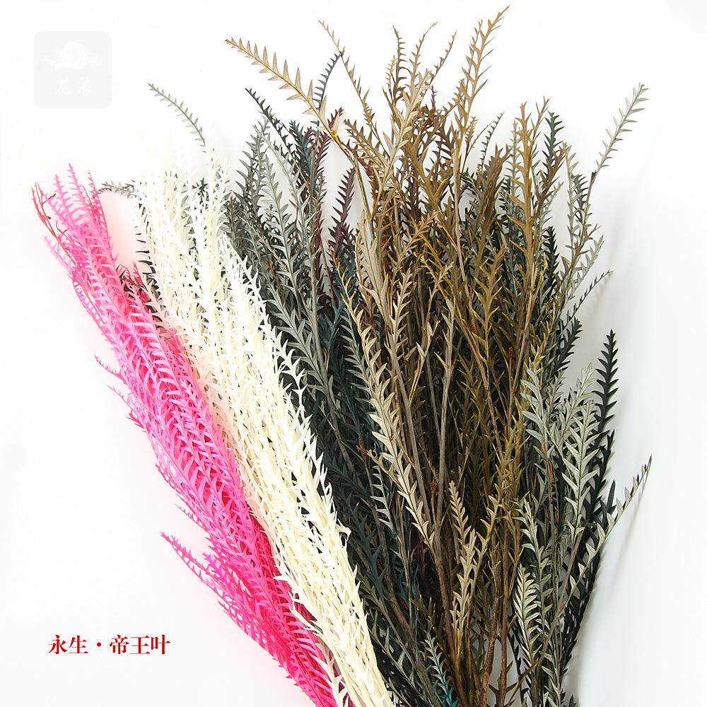 工艺品配材永生花礼盒玻璃罩浮游瓶制作花材永生保鲜帝王叶羊齿叶