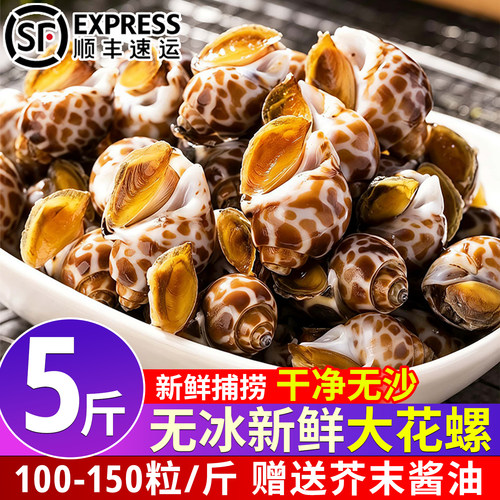 花螺鲜活新鲜特大号海螺海鲜水产鲜活鲜冻冷冻东风螺花螺特大贝类