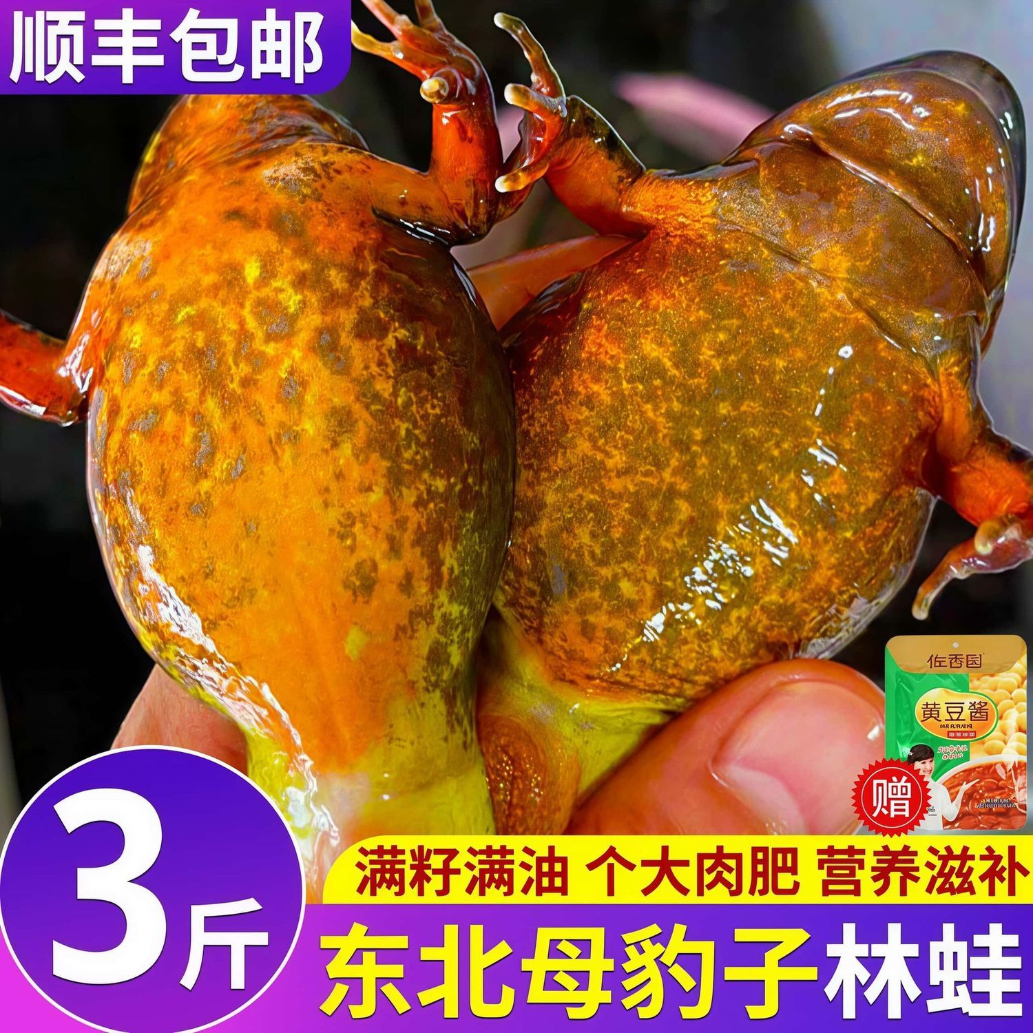黑龙江伊春林蛙10-14只/斤大母豹