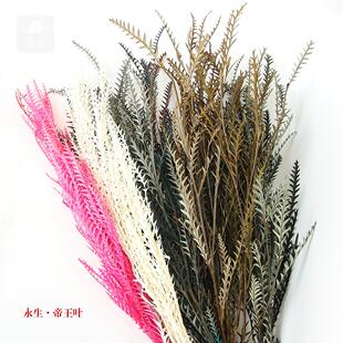 工艺品配材永生花礼盒玻璃罩浮游瓶制作花材永生保鲜帝王叶羊齿叶
