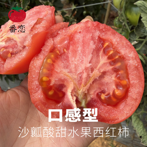 高品质这个番茄有点甜不一样哦