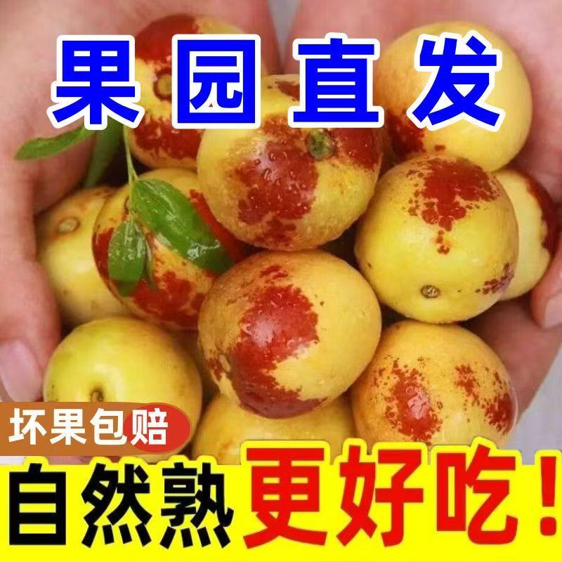 山东正宗沾化冬枣 新鲜现摘脆甜大枣 皮薄多汁当季鲜枣整箱