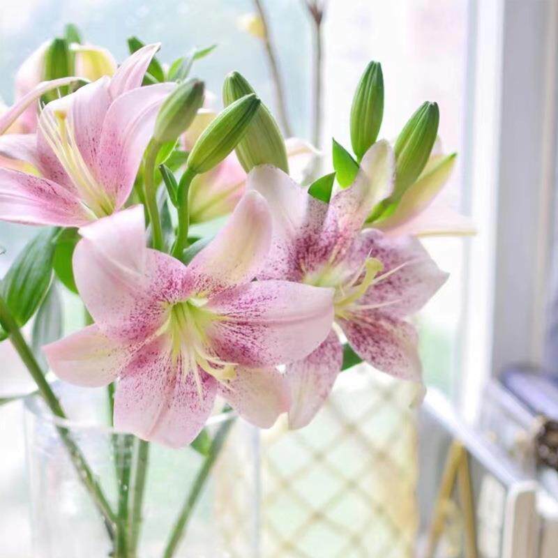 亚百合云南昆明鲜花亚百眼线铁炮百合鲜花斗南基地无香