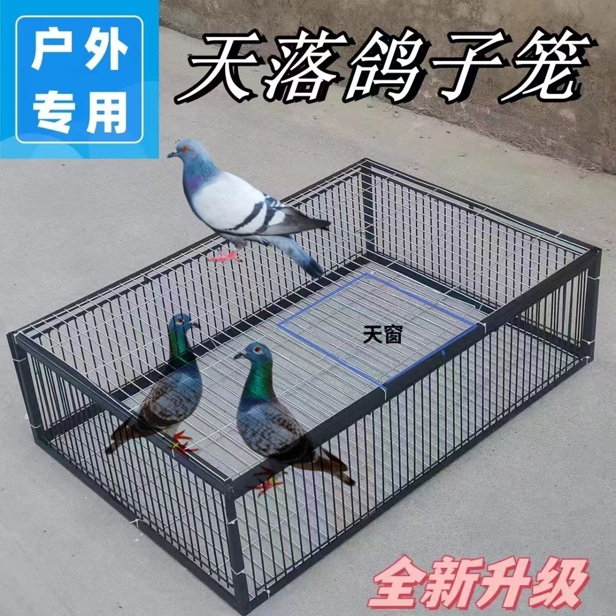 新款加密天落鸽子笼只进