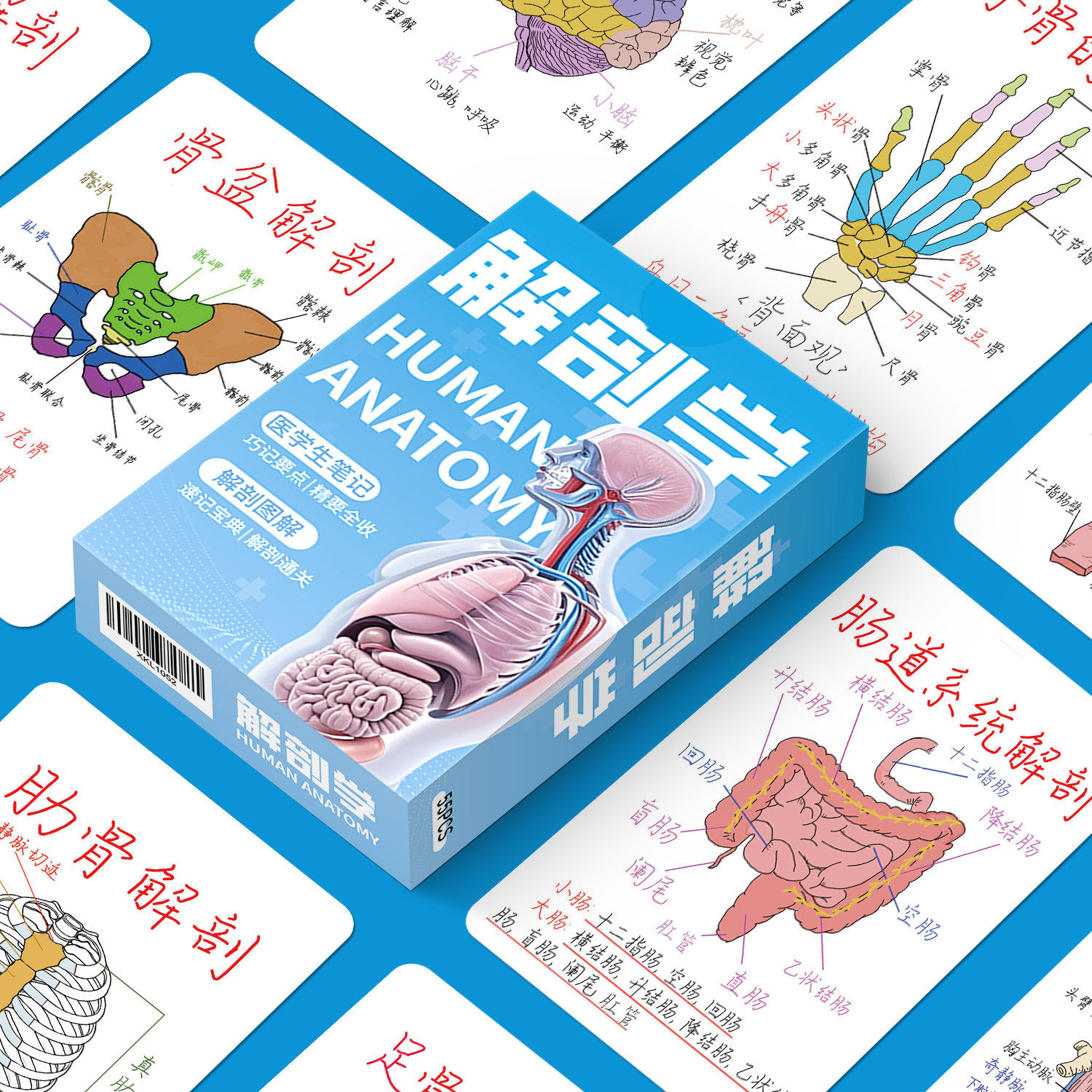 人体解剖学彩绘知识卡片明信片