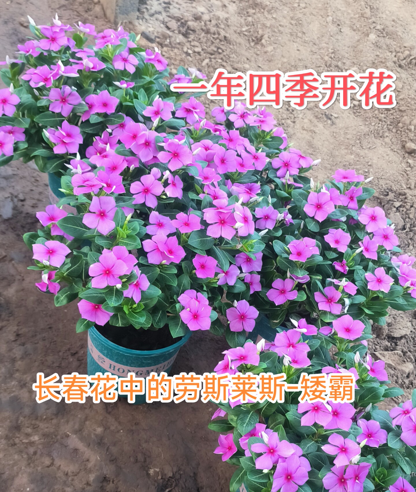 精品3年四年老桩长春花天天开粉色盆景带花带苞四季开花绿植庭院