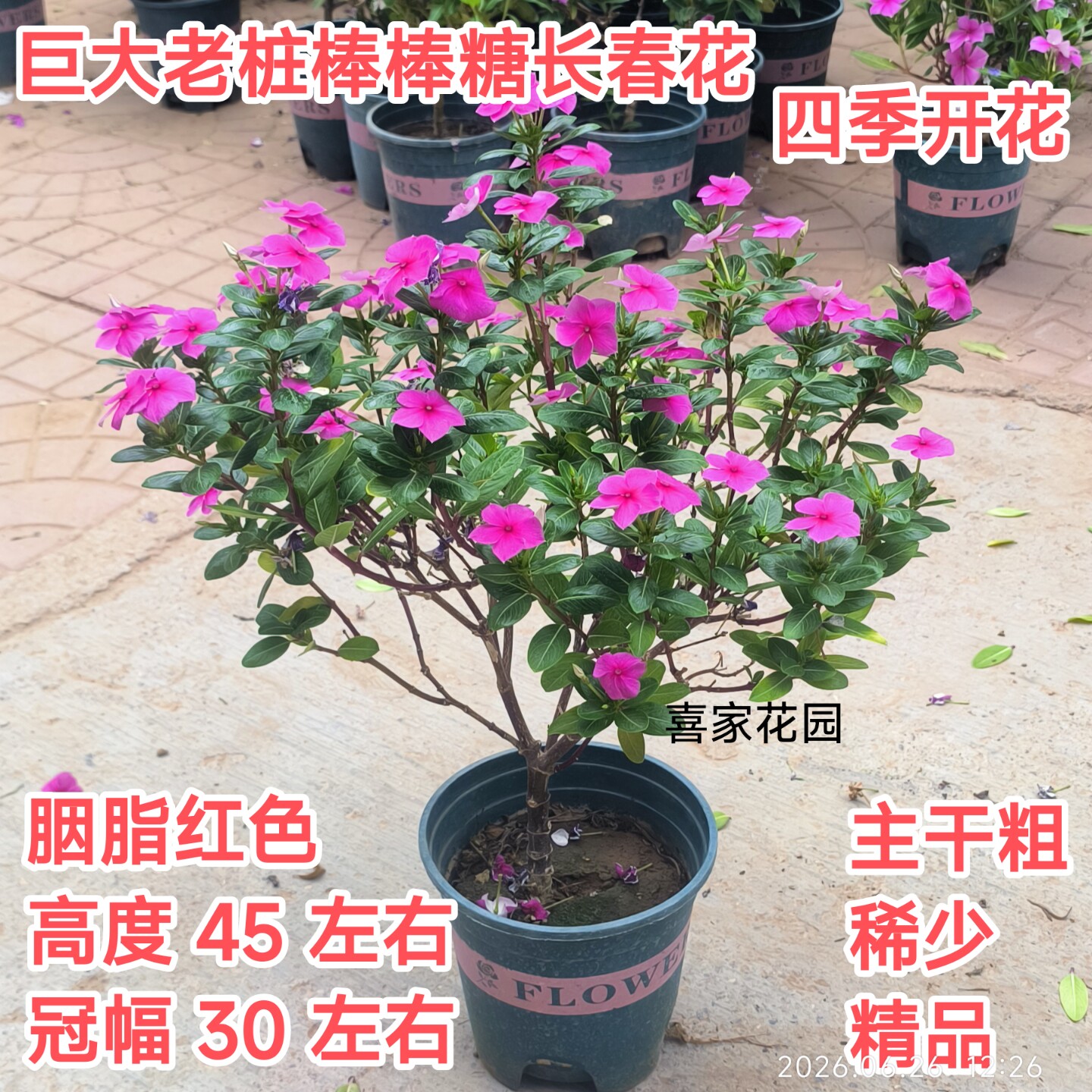 精品四年老桩长春花天天开胭脂红色盆景带花带苞四季开花绿植庭院