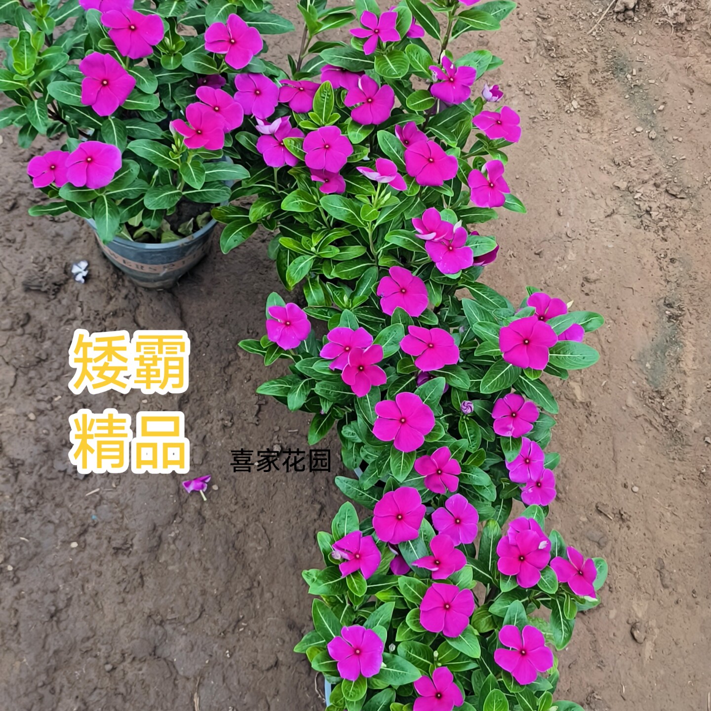 精品四年老桩3年长春花天天开胭脂红色盆景带花带苞四季开花庭院