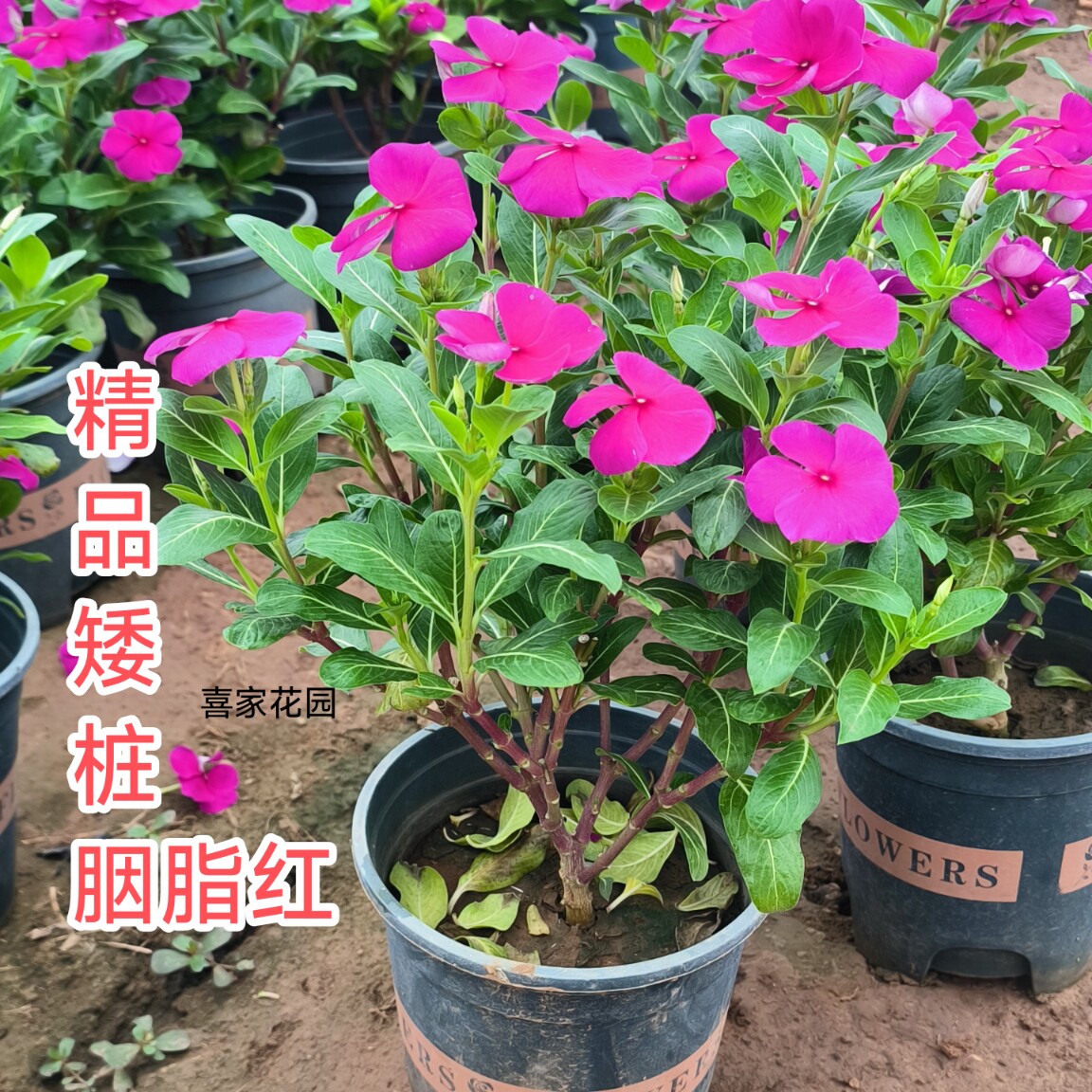 精品四年老桩3年长春花天天开胭脂红色盆景带花带苞四季开花庭院