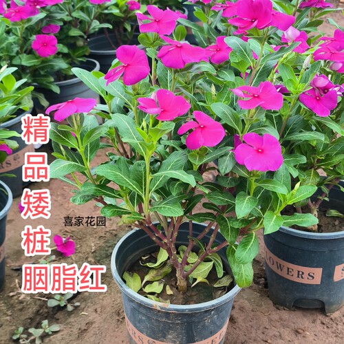 精品四年老桩3年长春花天天开胭脂红色盆景带花带苞四季开花庭院
