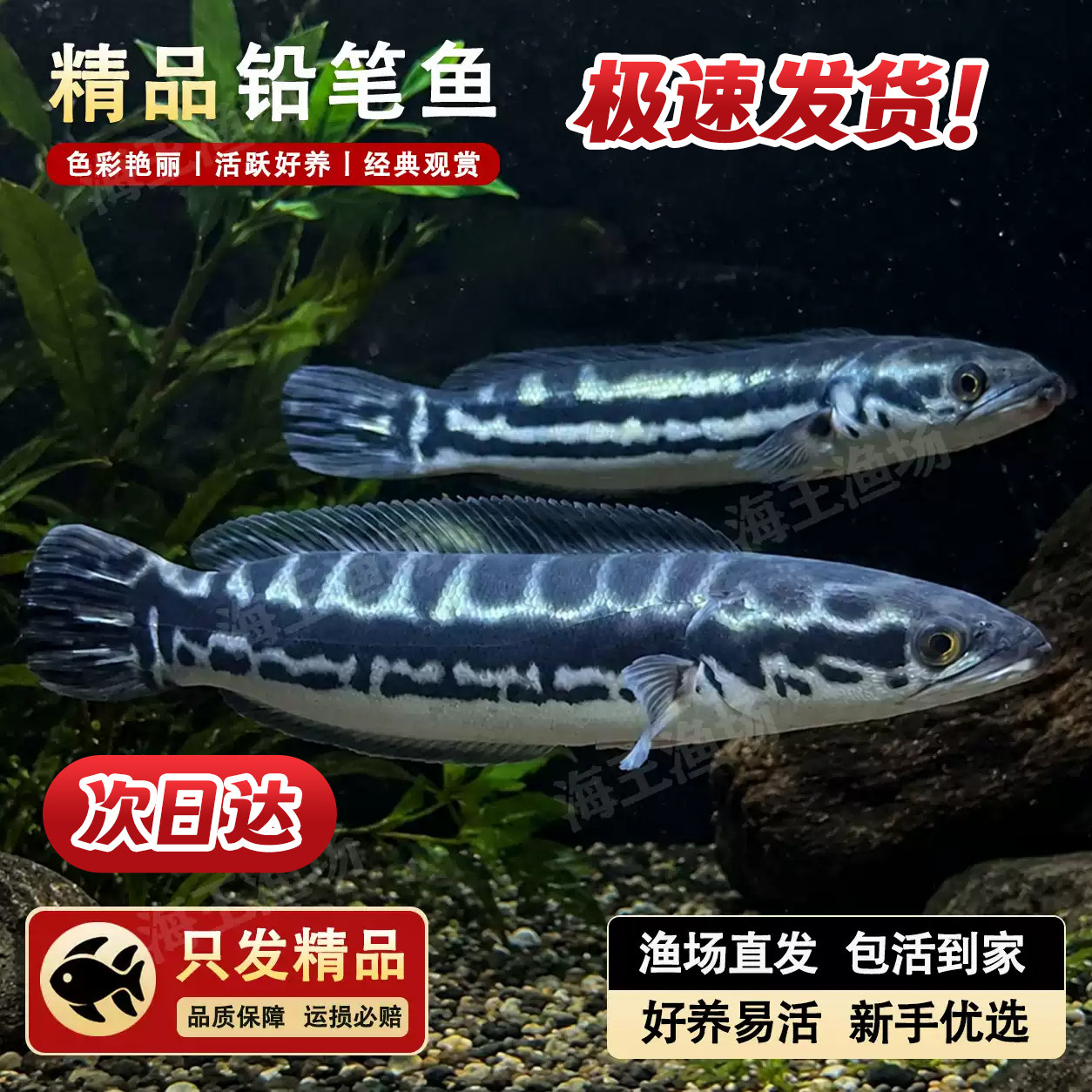 观赏鱼精品铅笔鱼雷龙鱼活体淡水猛鱼肉食新手好养包邮包活