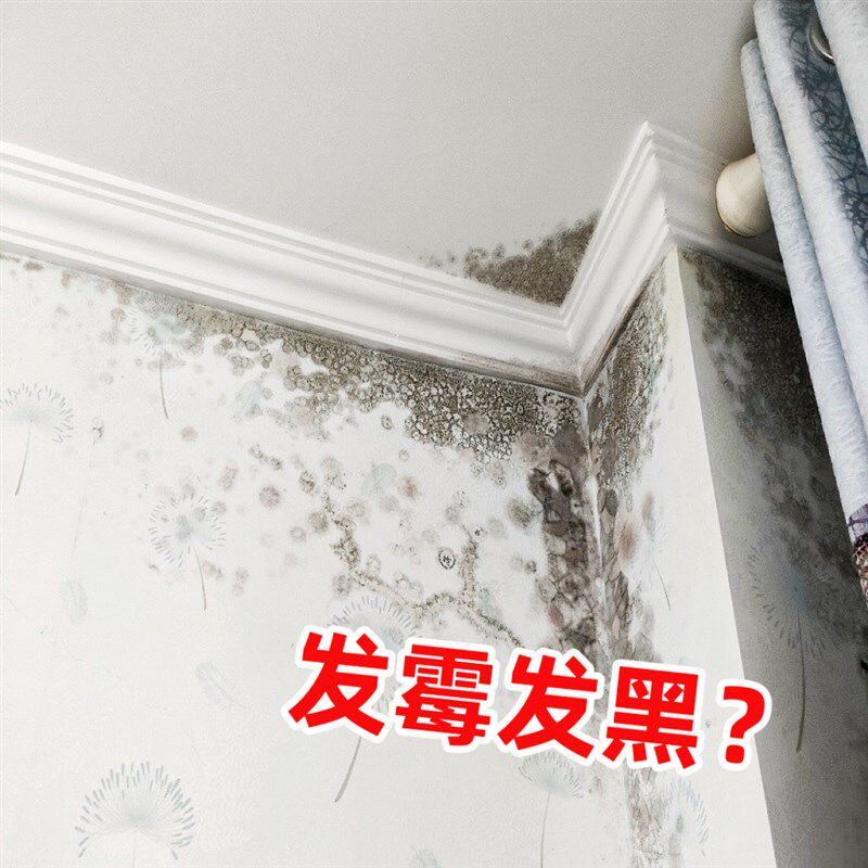 墙体墙面潮湿阴暗防霉除霉除黑吊顶翻新地下室瓷砖白墙通家用材料