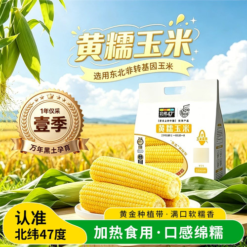 北纬47度黄糯玉米1.55KG袋装东北糯苞米简餐新鲜粗粮主食早餐玉米