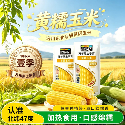 北纬47度黄糯玉米东北糯玉米新鲜甜玉米真空装粗粮简餐早餐主食