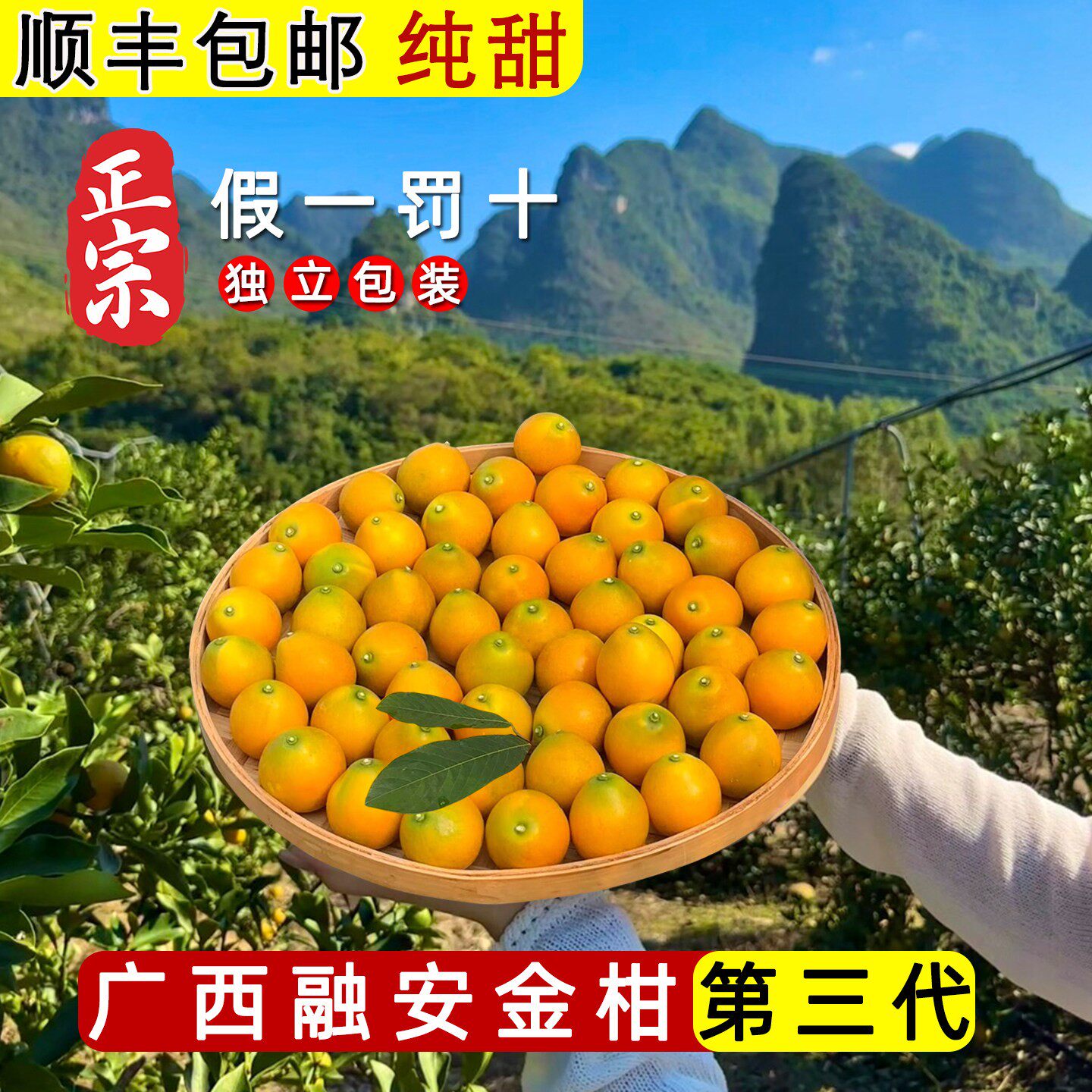 正宗广西融安脆蜜金柑鲜果第三代脆蜜金桔大果独立包装水果礼盒装