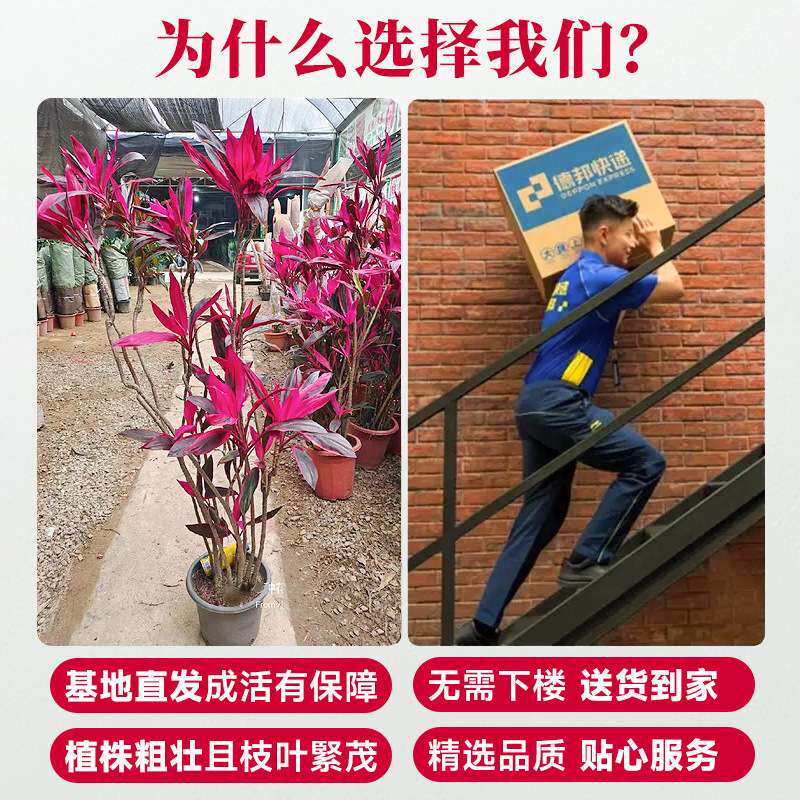 红叶朱蕉客厅大型绿植网红植物室内办公室盆栽吸甲醛落地四季常青