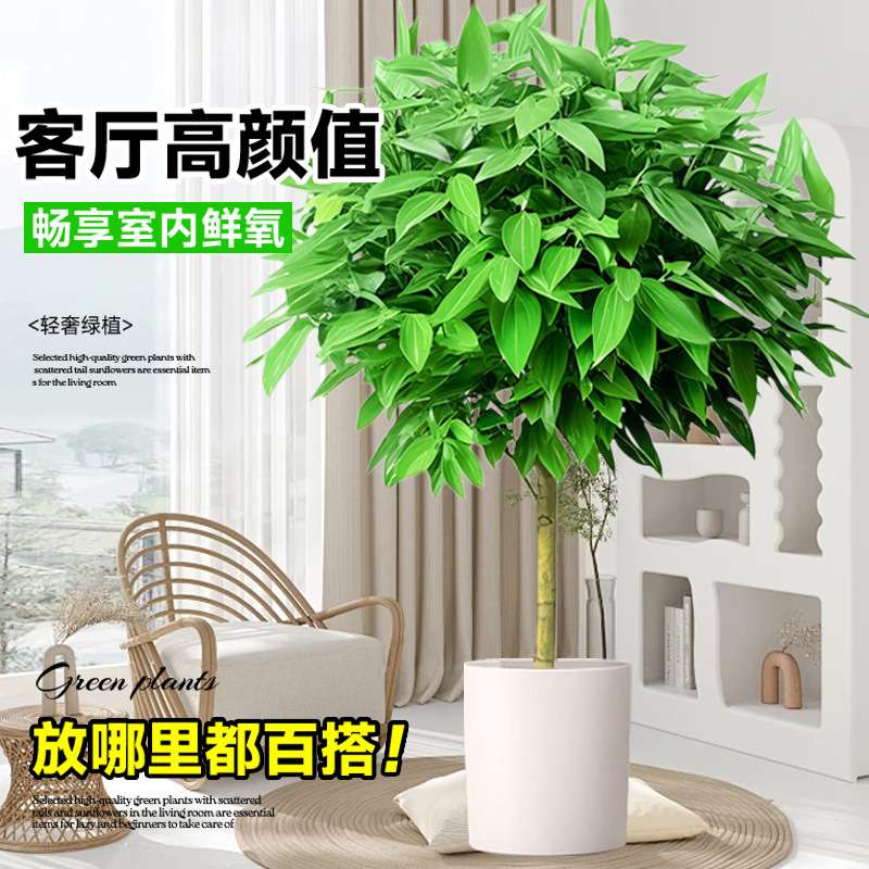 幸福树客厅大盆栽室内好养花卉盆景绿植办公室吸甲醛四季常青植物