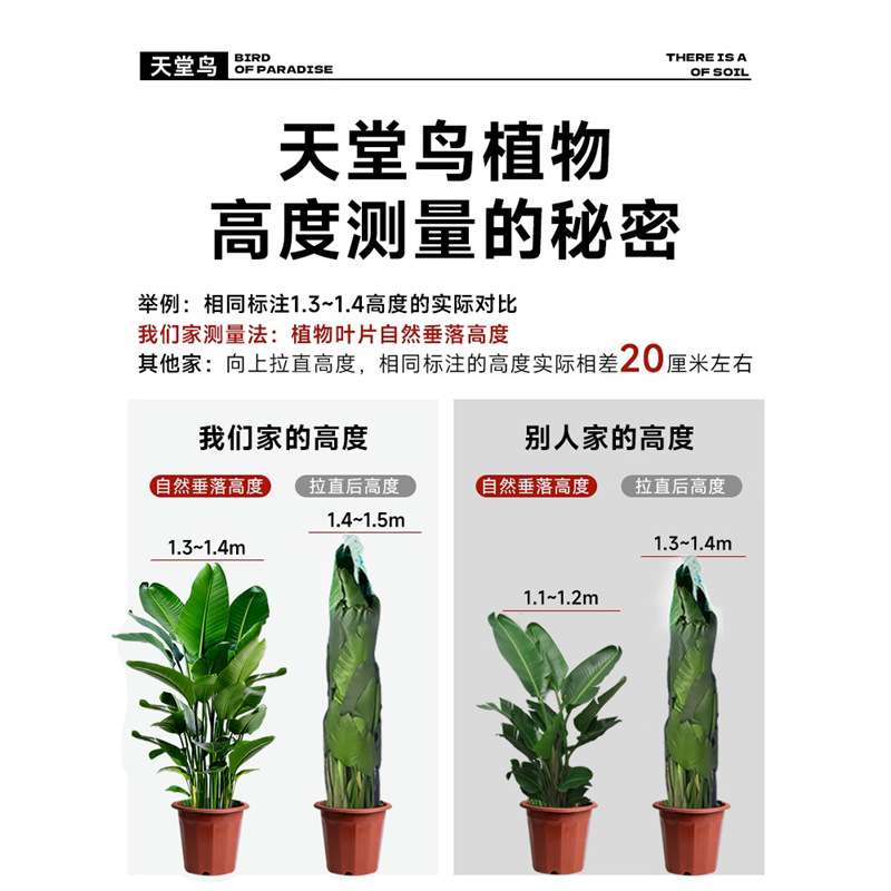 天堂鸟盆栽室内客厅大型绿植办公室大叶植物花卉鹤望兰去甲醛新房