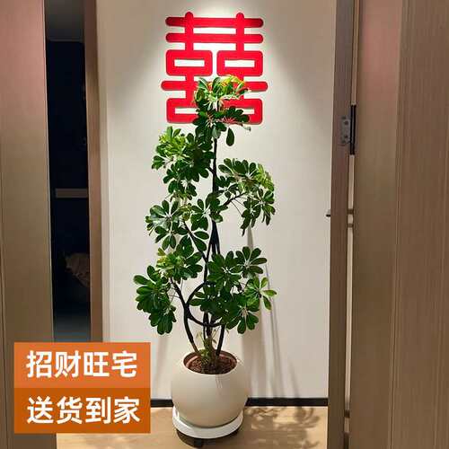 造型鸭脚木客厅大盆栽鸭掌木鹅掌柴室内绿植大型四季常青真花植物