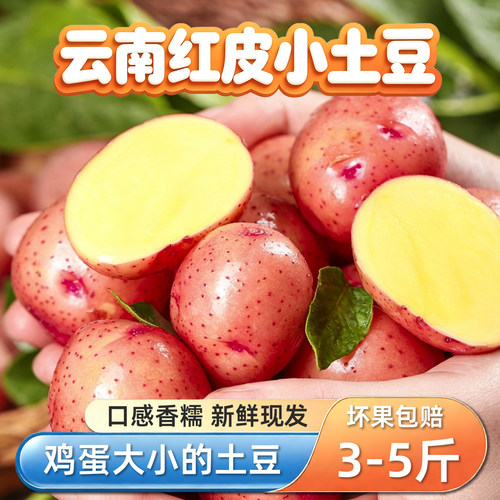 云南红皮小土豆新鲜现挖农家软糯香甜鸡蛋大小3-5斤