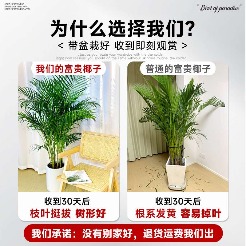 富贵椰子绿植客厅旺宅盆栽室内适合懒人养的散尾葵花卉好养活四季