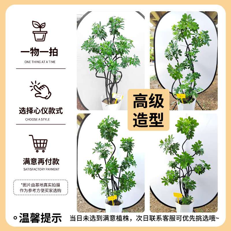 造型鸭脚木客厅大盆栽鸭掌木鹅掌柴室内落地式大型四季常青绿植物
