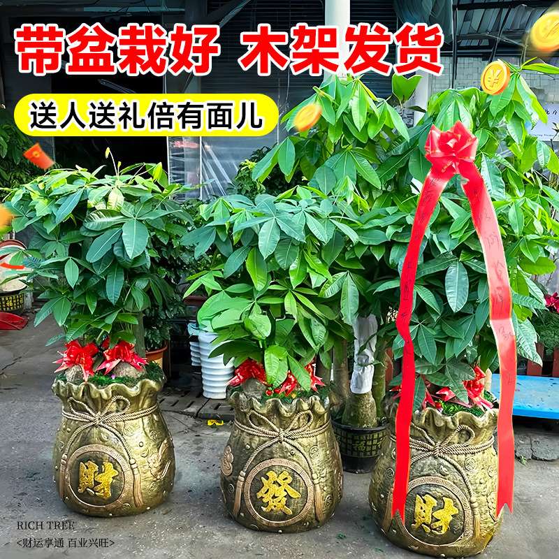 2024发财树客厅盆栽大聚宝盆步步高绿植物室内大型落地摆放办公室