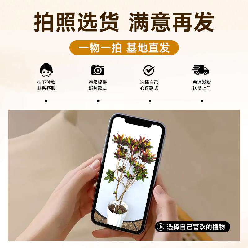 变叶木室内大型绿植盆栽真树洒金榕旺宅好养大号客厅喜阴四季造景