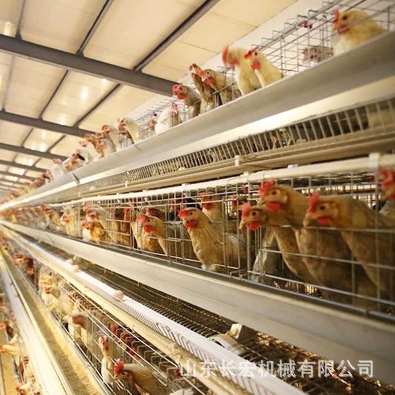 全自动蛋鸡笼鸽子笼层叠式肉鸡H型笼鹌鹑笼养殖场肉鸡A型笼蛋鸡笼