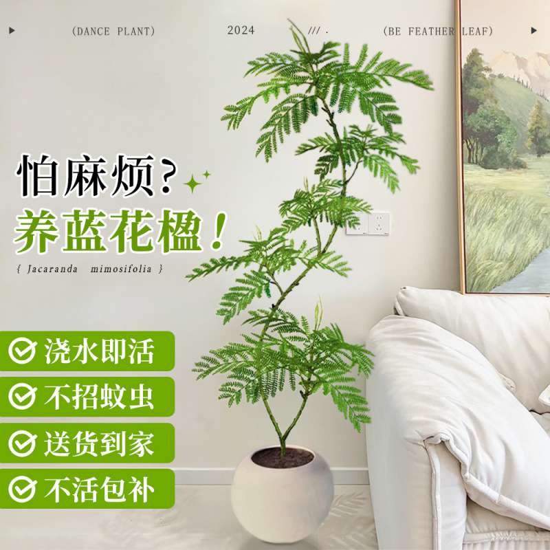 蓝花楹绿植客厅大型植物盆栽室内四季好养落地真花景观造景吸甲醛