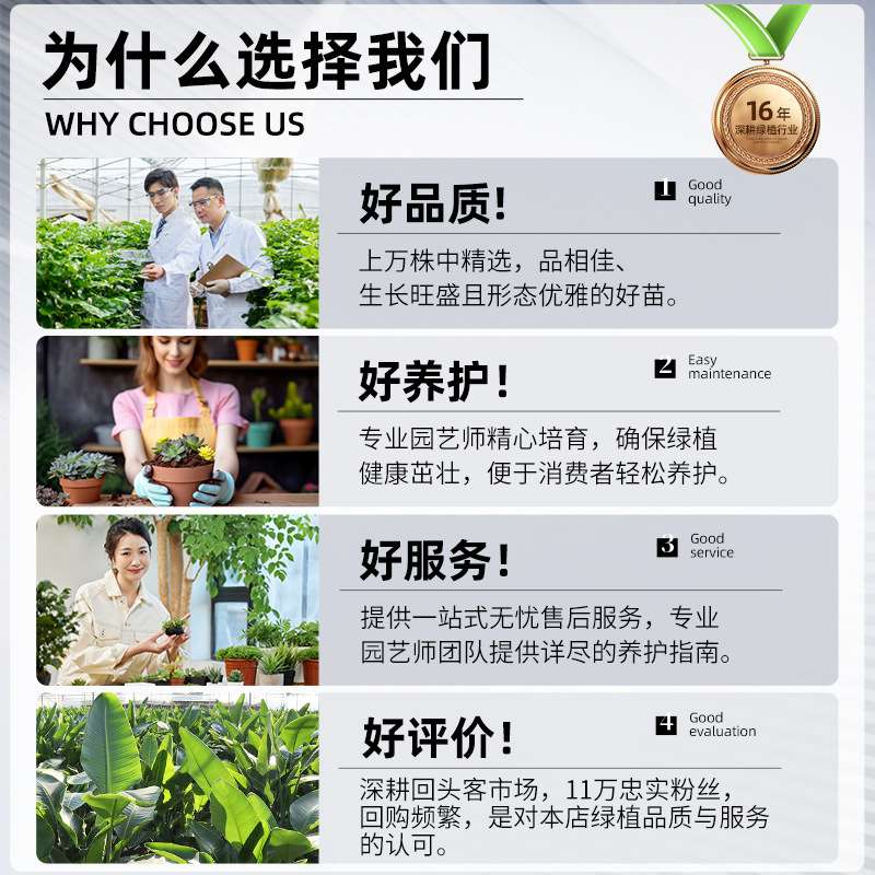 大发财树客厅盆栽落地招财办公室内大型绿植物花卉好养室内开业