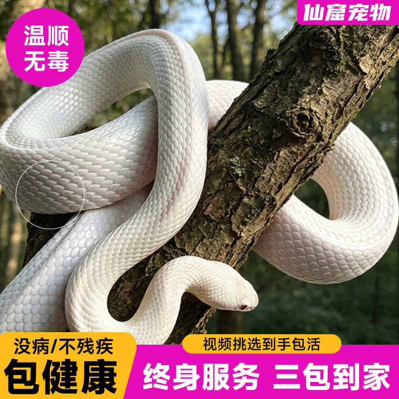 宠物蛇活体大苗压成体新手友好图片